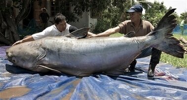 Largest cat fish