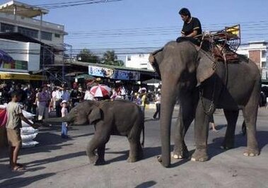 Tourist elephants